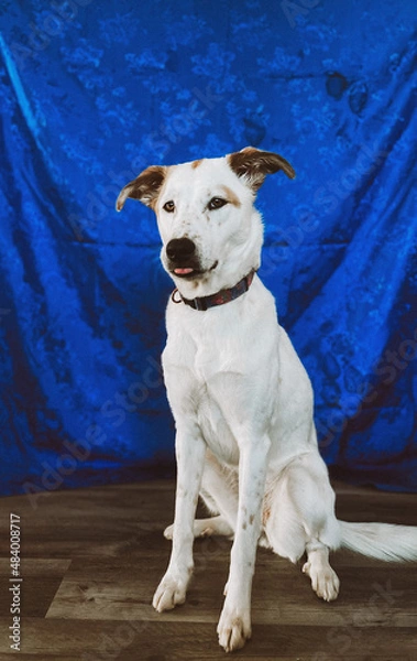 Obraz Husky posing 2