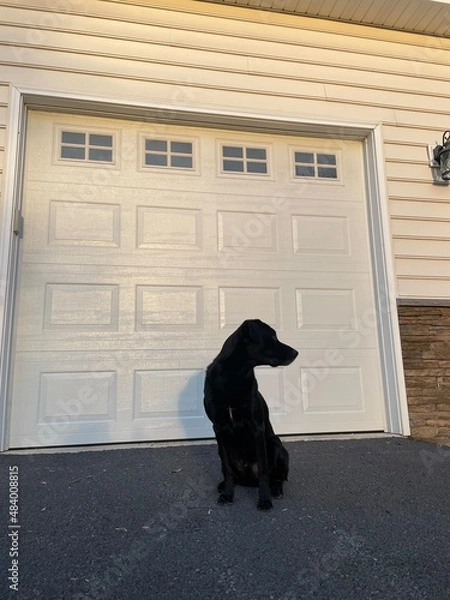 Obraz Black Labrador next garage