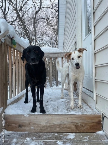 Obraz Black Labrador on steps 3
