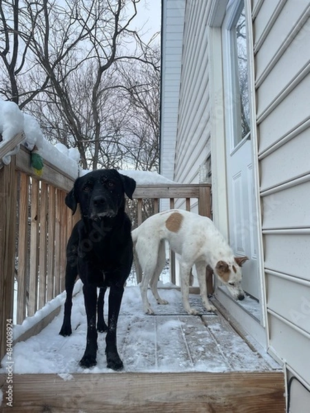 Obraz Black Labrador on steps 2