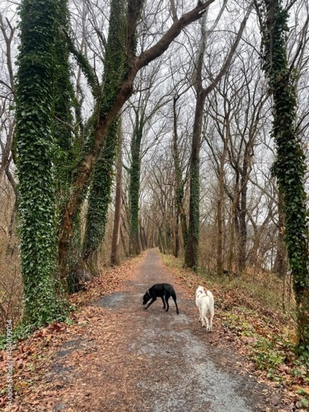Obraz Black Labrador and Husky walking