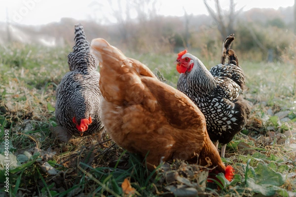 Obraz Chickens pecking