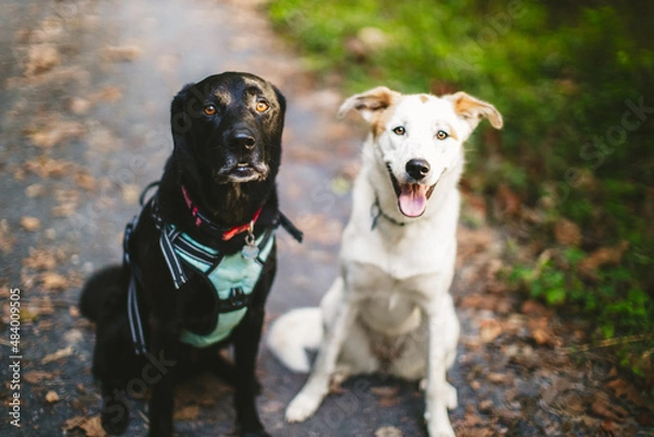 Obraz Black Labrador