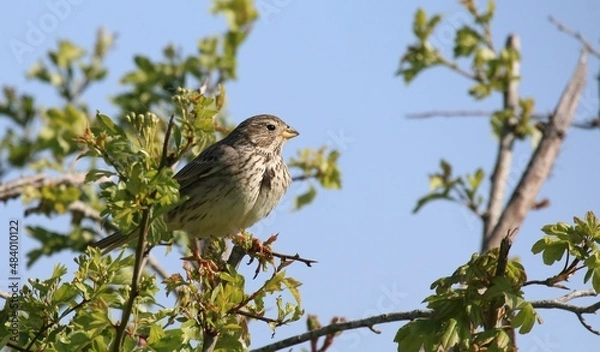 Obraz Bruant proyer / Emberiza calandra  / Corn Bunting - 2021 04 25 1001 - Yonne 7824
