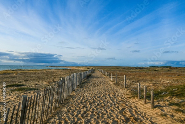 Obraz Chemin de sable sillonnant sur une dune protégée par de clôtures pour préservée la végétation qui stabilise la dune. 