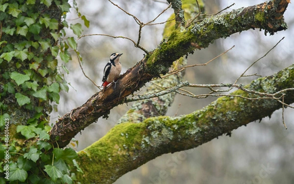 Obraz Pic épeiche à l'affut sur une branche de chêne
