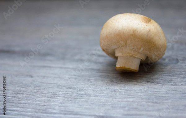 Obraz One mushroom champignon on a gray background with a large background