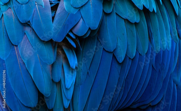 Fototapeta blue and yellow macaw feathers 
