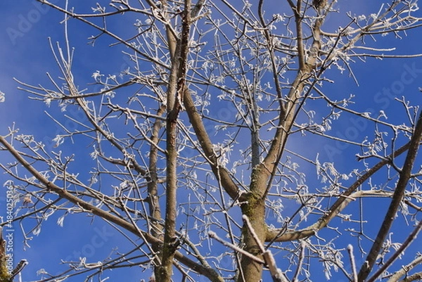 Fototapeta Branches against blue sky. Landscape with trees covered with frost.