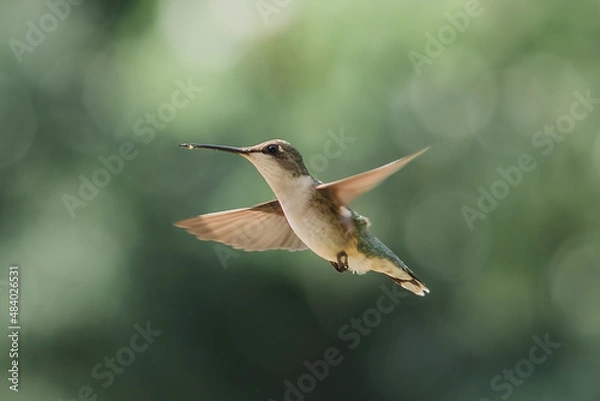 Obraz hummingbird in flight
