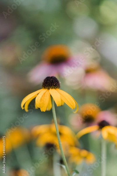 Obraz black eyed susan