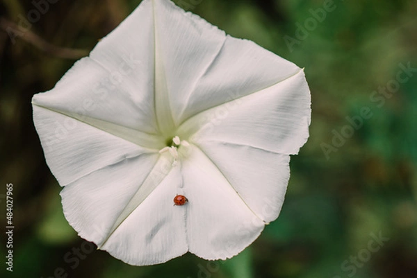 Obraz Ladybug on a moonflower