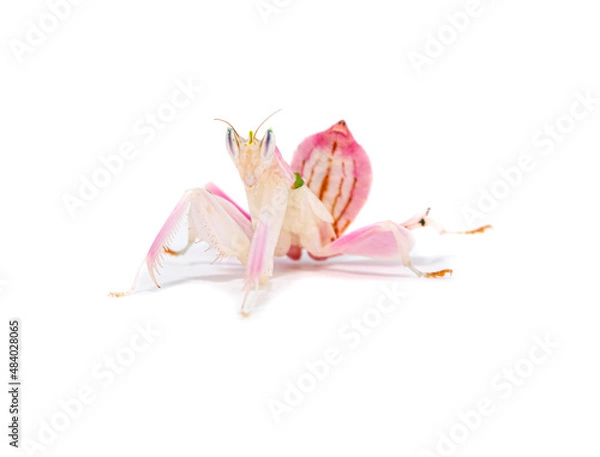 Obraz orchid praying mantis hymenopus coronatus