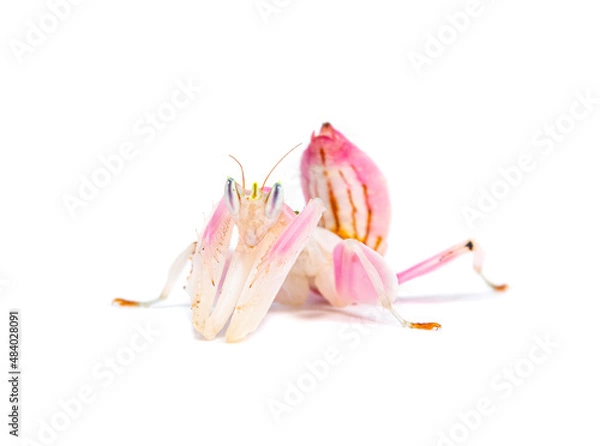 Obraz orchid praying mantis hymenopus coronatus