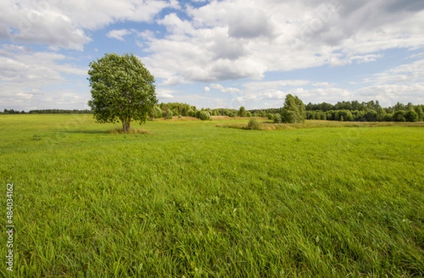 Obraz Tree on the field, green summer landscape