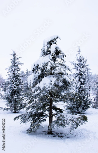 Obraz snow covered trees