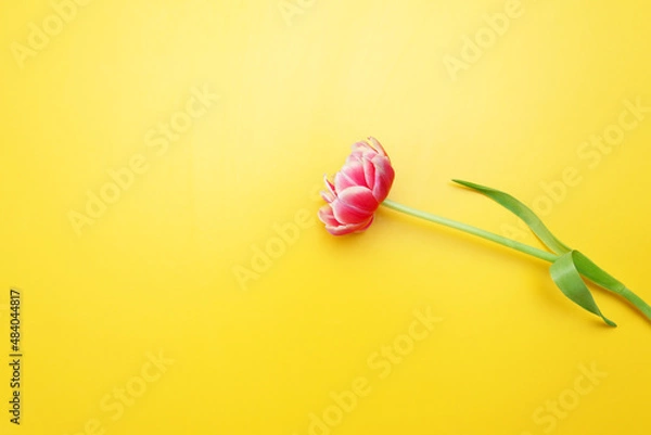 Fototapeta Pink tulip on a yellow background. Layout for Valentine's Day, Mother's Day or spring. Flat position, top view.