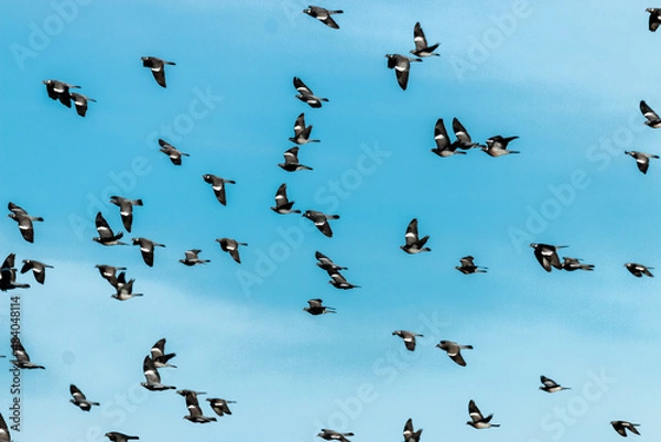 Obraz Tauben im Wind