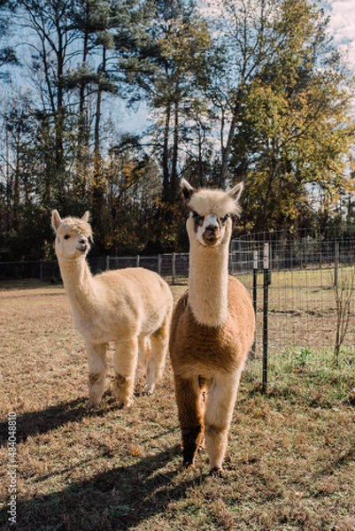 Obraz Alpacas