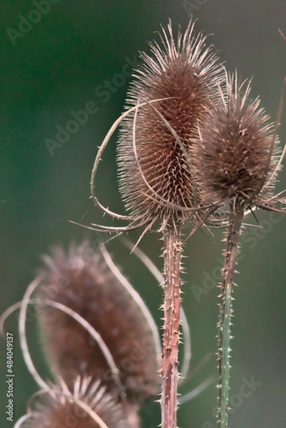 Obraz Wilde wilde Karde