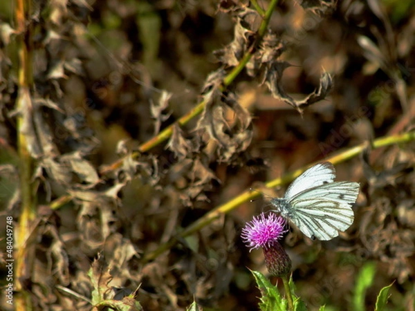 Obraz Kohlweißling und Disteln