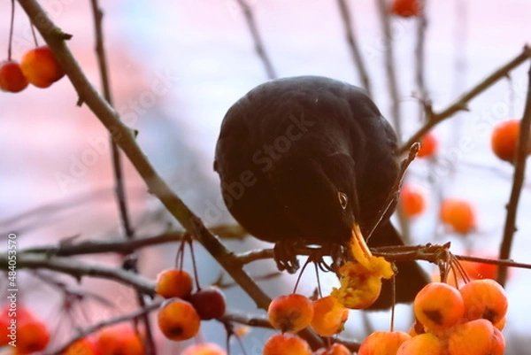 Obraz An apple a day