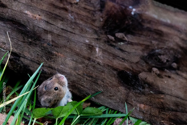 Obraz Mauseversteck