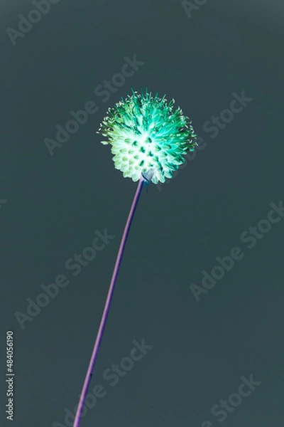 Obraz Boule de nature