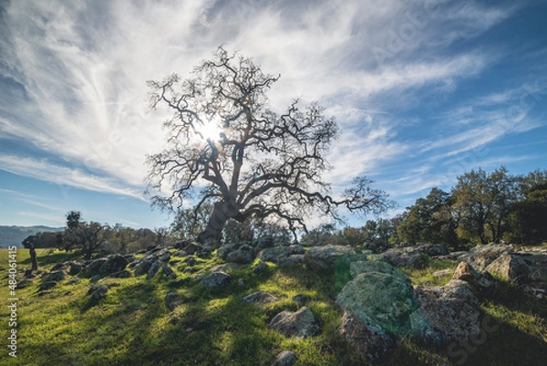 Obraz sky, trees, and rocks