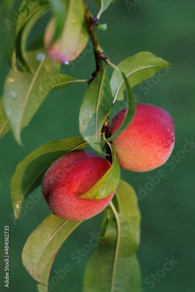 Fototapeta Peach growing on a tree in the summer .Natural fruit. Peaches on peach tree branches. Delicious and healthy organic nutrition. Beautiful garden with tree ripened nectarines. Summer fruit