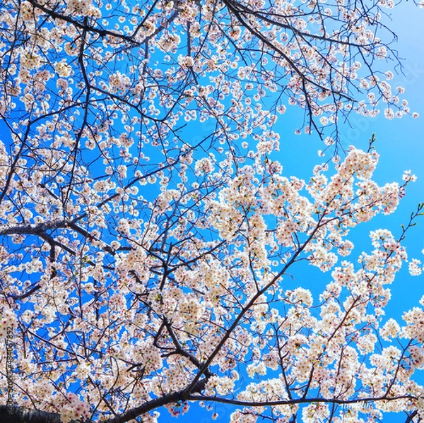 Obraz cherry blossom in spring