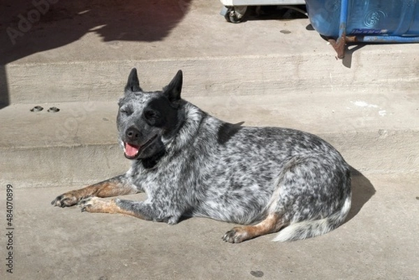 Obraz german shepherd dog