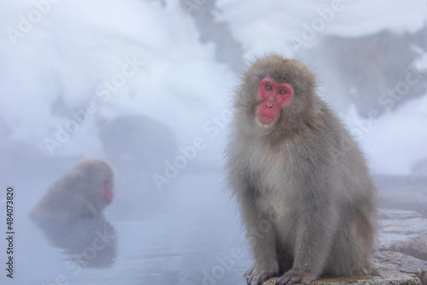 Fototapeta SNOW MONKEY