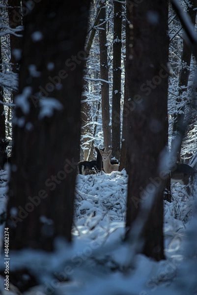 Obraz fallow deer albino forest in the snow