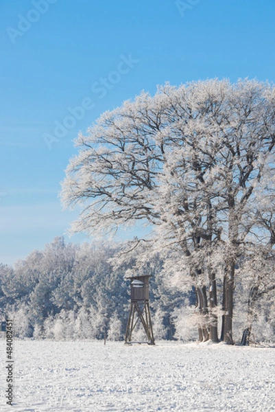 Obraz hunting tower hawk bird trees in winter