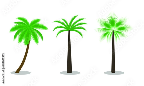 Fototapeta Palm. Different three palm trees on white background isolated vector image for your design.