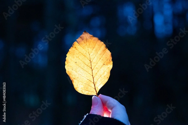 Obraz autumn leaf glow
