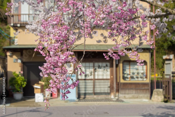 Obraz 桜と古民家