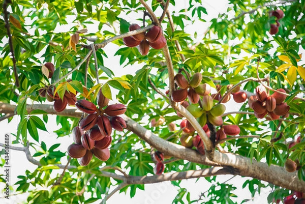 Fototapeta bastard poon tree