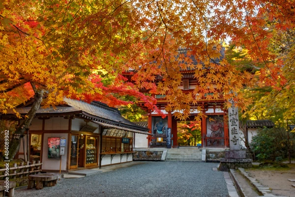 Obraz 紅葉のお寺