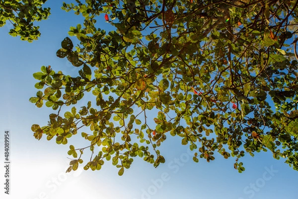 Obraz leaves on blue background