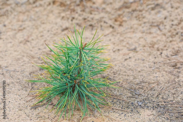 Fototapeta A young pine tree grows on sandy soil.