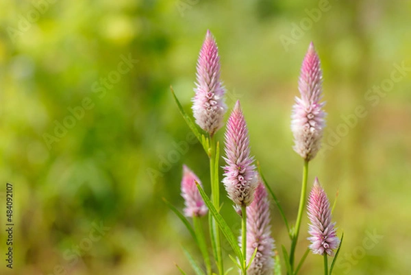 Obraz 花、ピンク