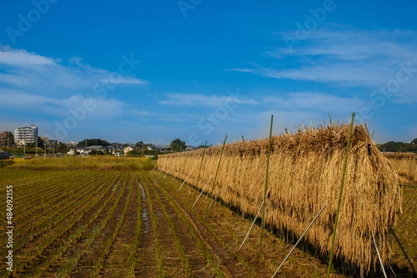 Obraz 稲刈り