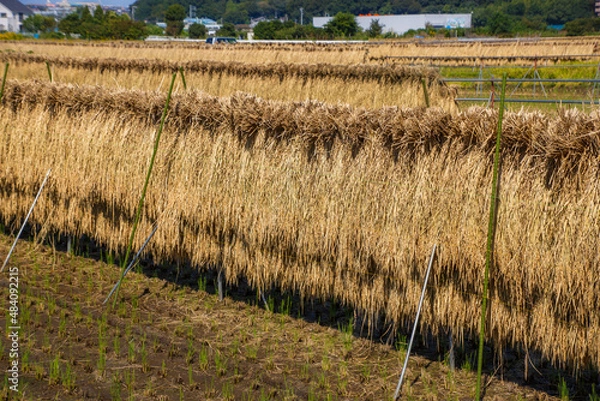 Fototapeta 稲刈り
