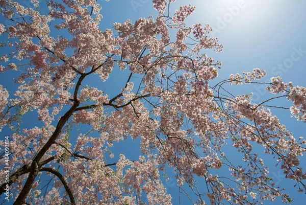 Obraz 快晴と満開桜