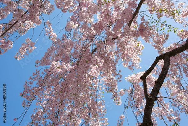 Obraz やわらかいピンク色の桜の花