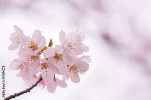 Fototapeta ベビーピンクの桜の花　アップ