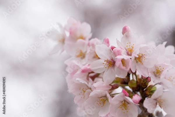 Fototapeta 密集して咲く満開の桜の花