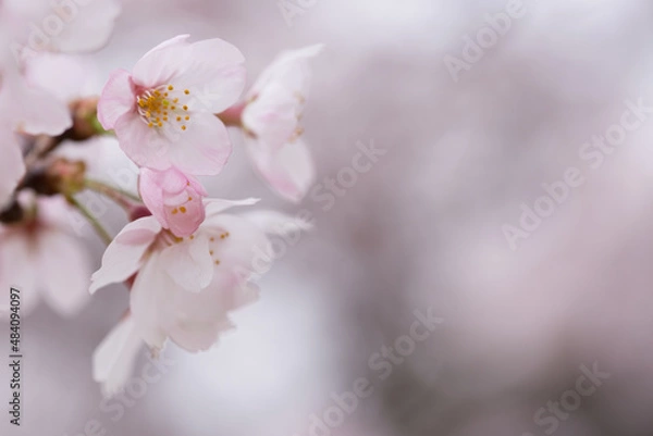 Fototapeta 桜ズームアップ　満開の桜越しに